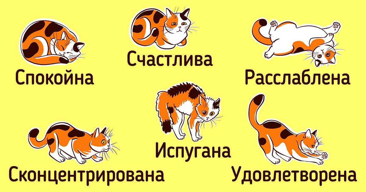 Как понять язык тела вашей кошки