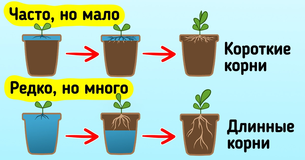 Как поливать растения / Бери и делай