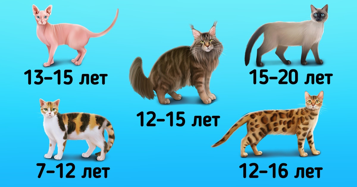 Сколько лет живут кошки разных пород
