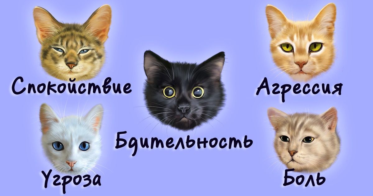 Что могут рассказать глаза вашей кошки