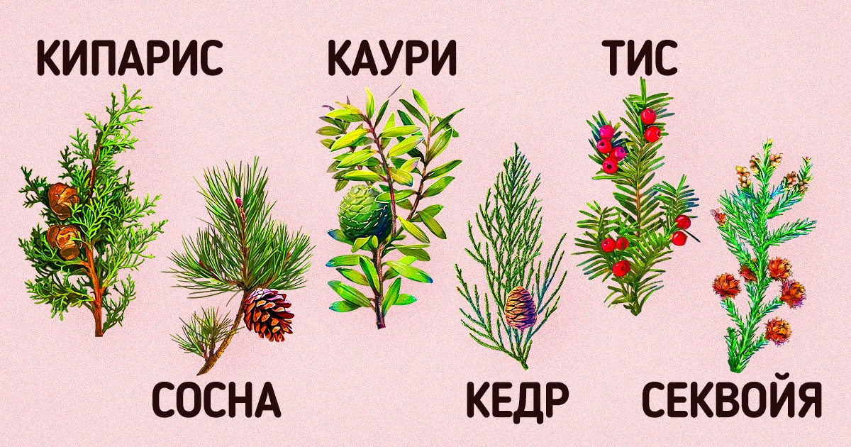 Какие бывают виды хвойных растений