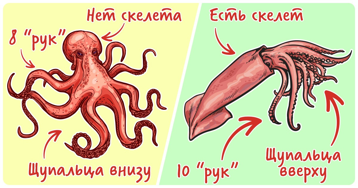 Кальмар и осьминог разница