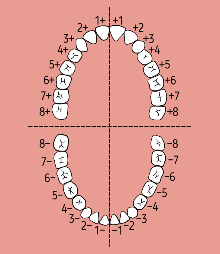 Рот 5 см. Нумерация зубов в стоматологии схема у взрослых. Схема зубов человека с нумерацией стоматологии. Как считают зубы стоматологи схема. Нумерация детских зубов в стоматологии схема.