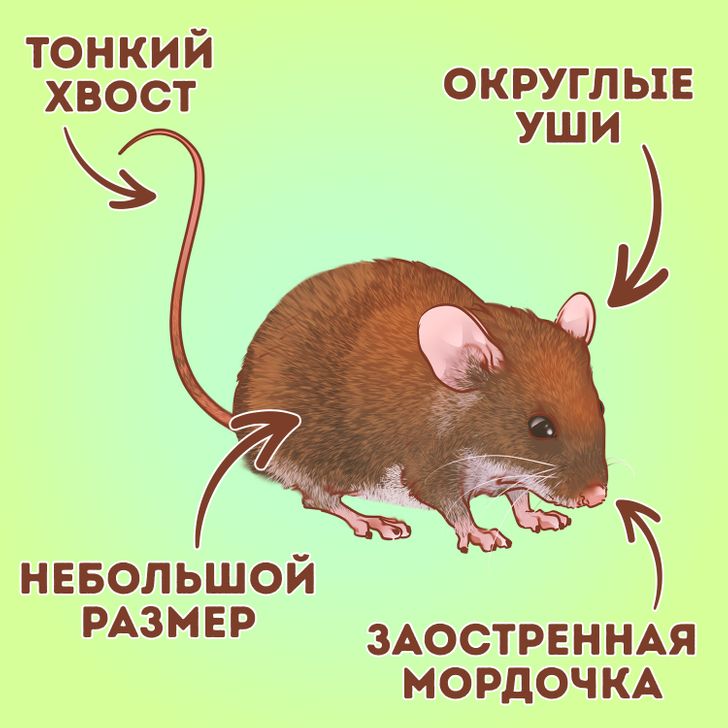 Отличие мышонка от крысенка. Как отличить мышь от крысенка. Как отличить мышку от крысенка. Тонкая мышка. Как отличить мышь
