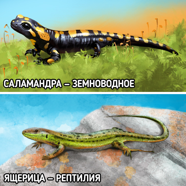 Отличие рептилий от земноводных. Отличие амфибий от рептилий. Амфибия и земноводное разница. Различие между амфибиями и рептилиями. Земноводные и пресмыкающиеся отличия.