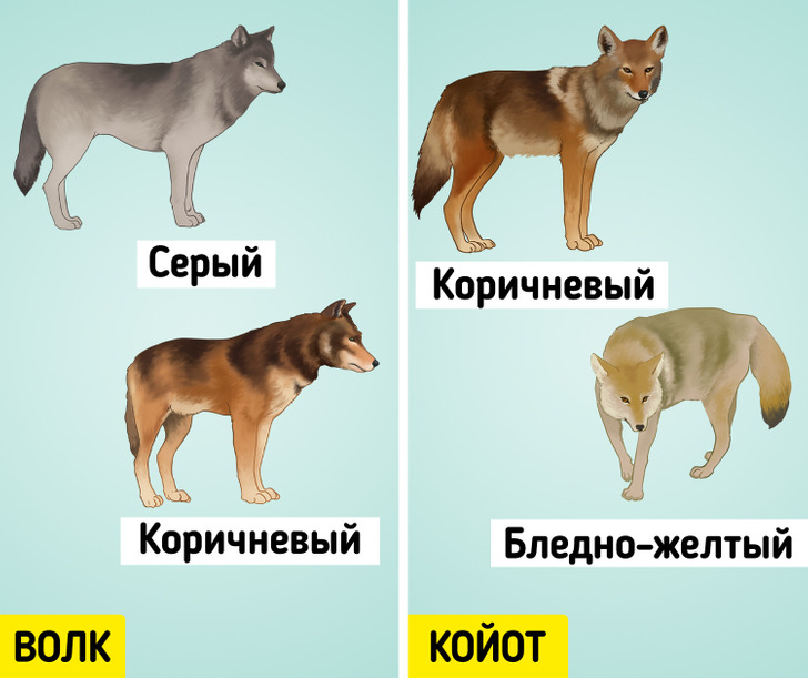 Как отличить волка. Койот отличие от волка. Хвост волка и собаки отличия. Отличие волка от собаки.